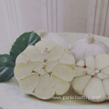 Export Wholesale Fresh Normal White Garlic